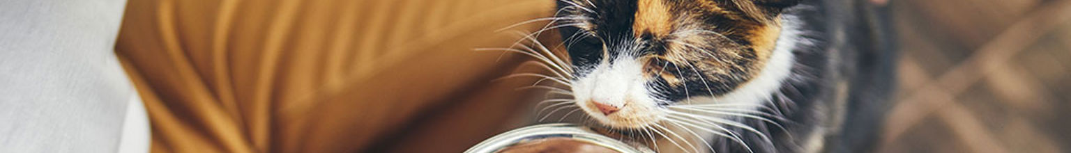 Katt sitter framför matskål med foder men äter inte