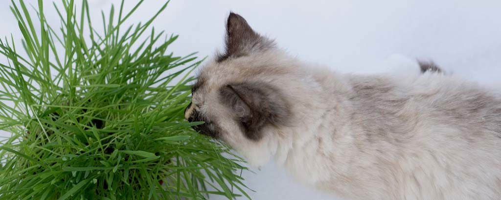 kattunge äter på en grön växt