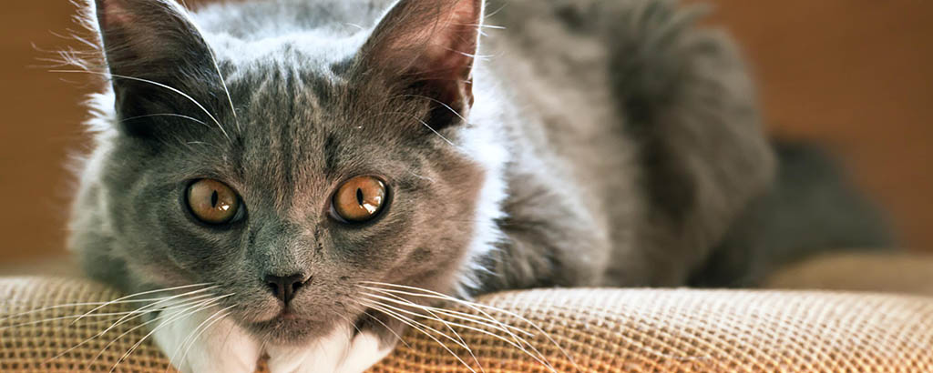 Grå katt med vita tassar vilar sig mot vävd möbel.