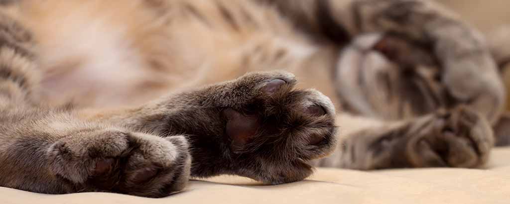 Katt som sover med en tass för ansiktet