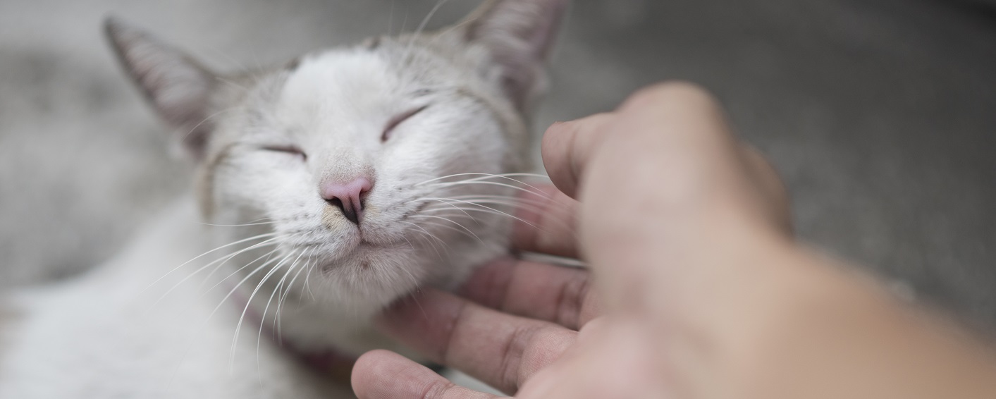 närbild på ljusgrå katt som blir klappad