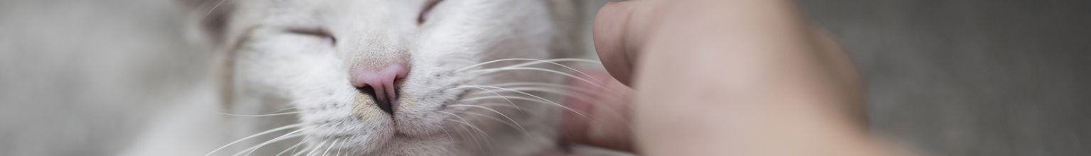 närbild på ljusgrå katt som blir klappad