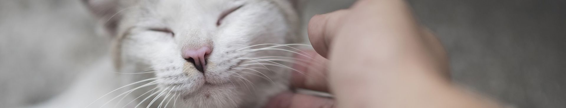 närbild på ljusgrå katt som blir klappad