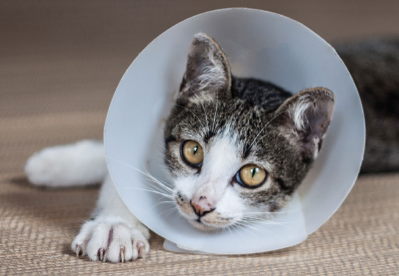 gråvit ung katt med veterinärkrage ligger på golvet