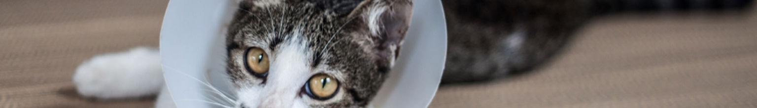 gråvit ung katt med veterinärkrage ligger på golvet