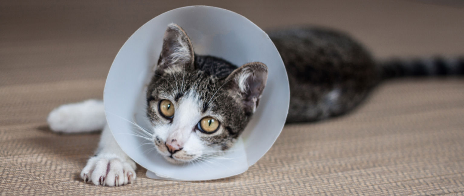 gråvit ung katt med veterinärkrage ligger på golvet