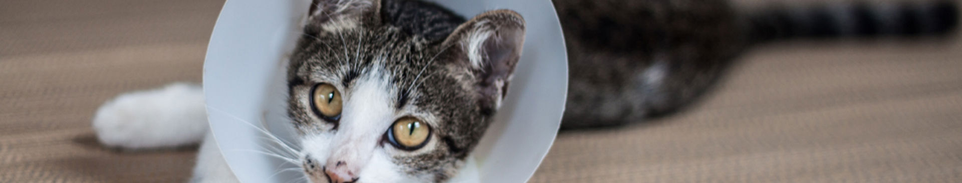 gråvit ung katt med veterinärkrage ligger på golvet