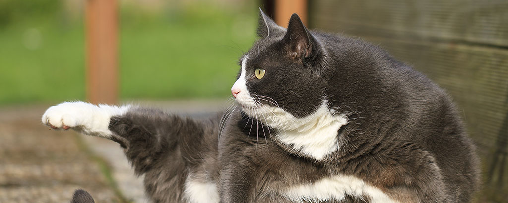 Svartvit katt som är utomhus