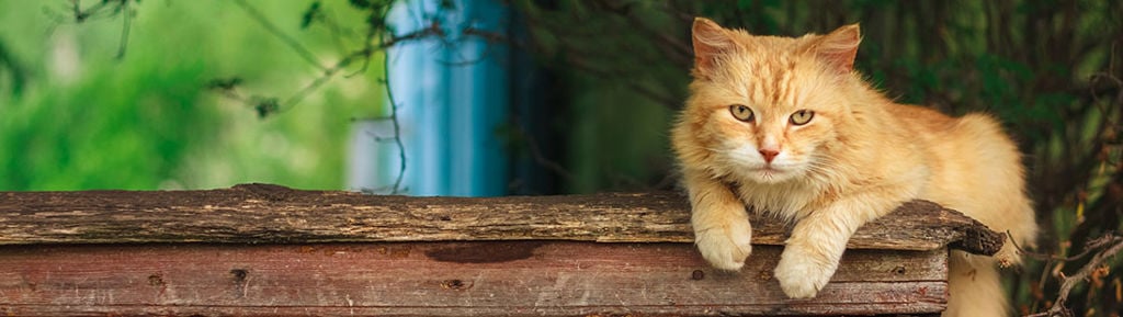 Katt som vilar på en trästock