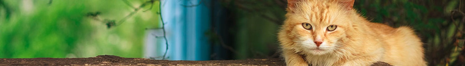 Katt som vilar på en trästock