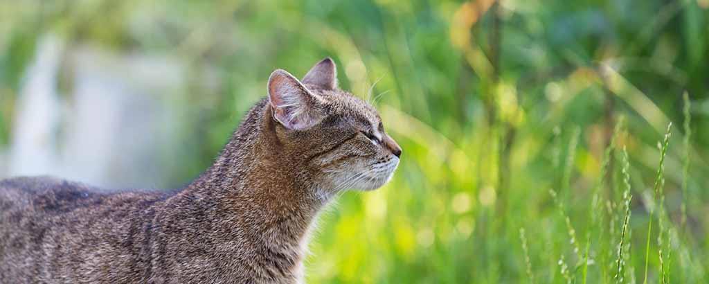 Katt som utforskar högt gräs på sommaren