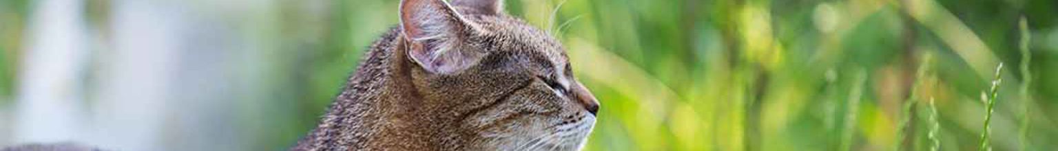 Katt som utforskar högt gräs på sommaren