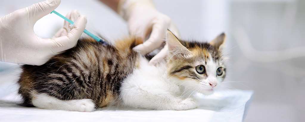En katt får en vaccinationsspruta hos veterinären