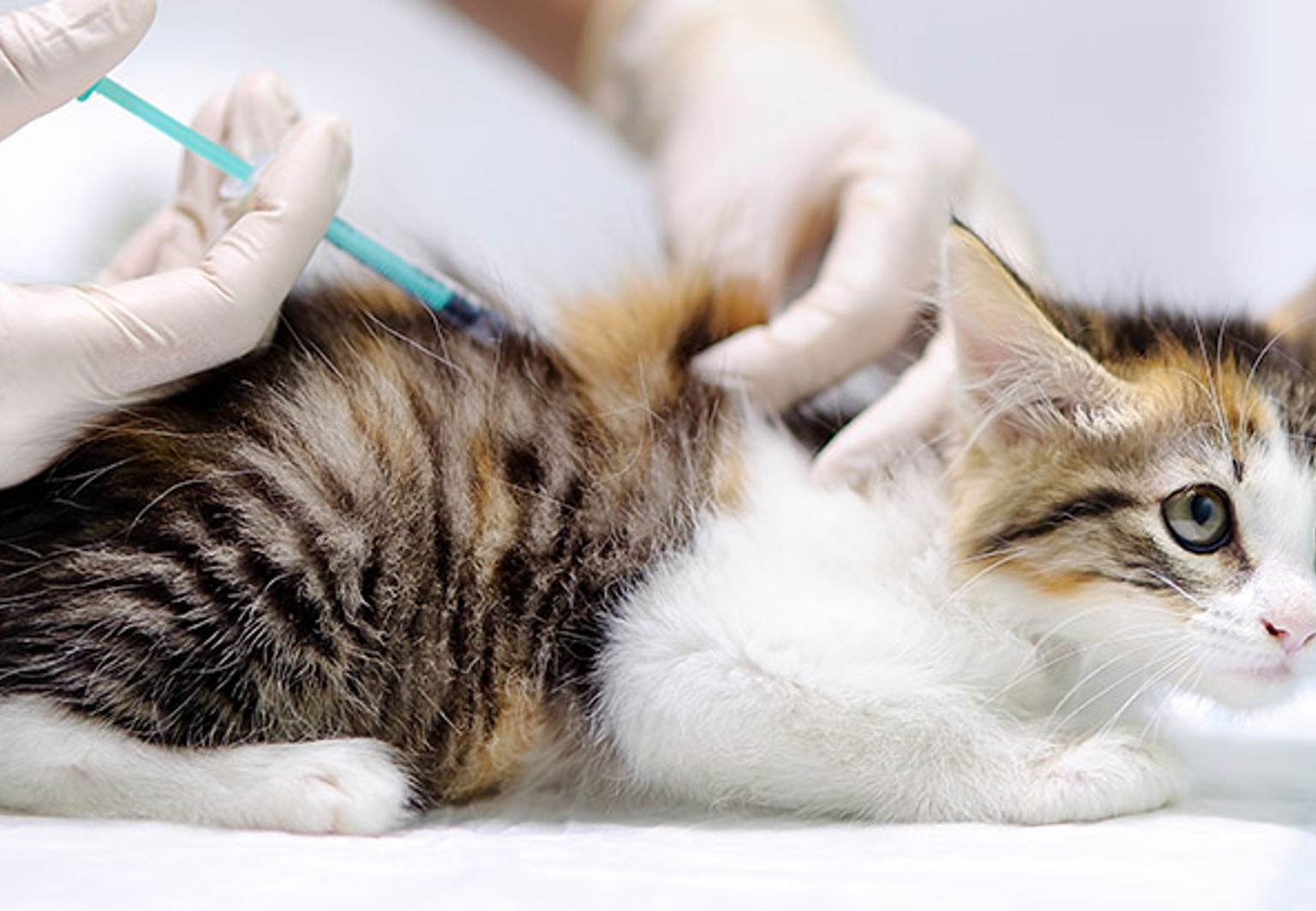 En katt får en vaccinationsspruta hos veterinären