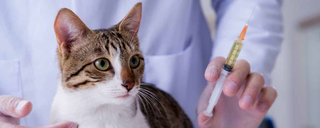 En katt bredvid en veterinär som håller i en vaccinationssputa