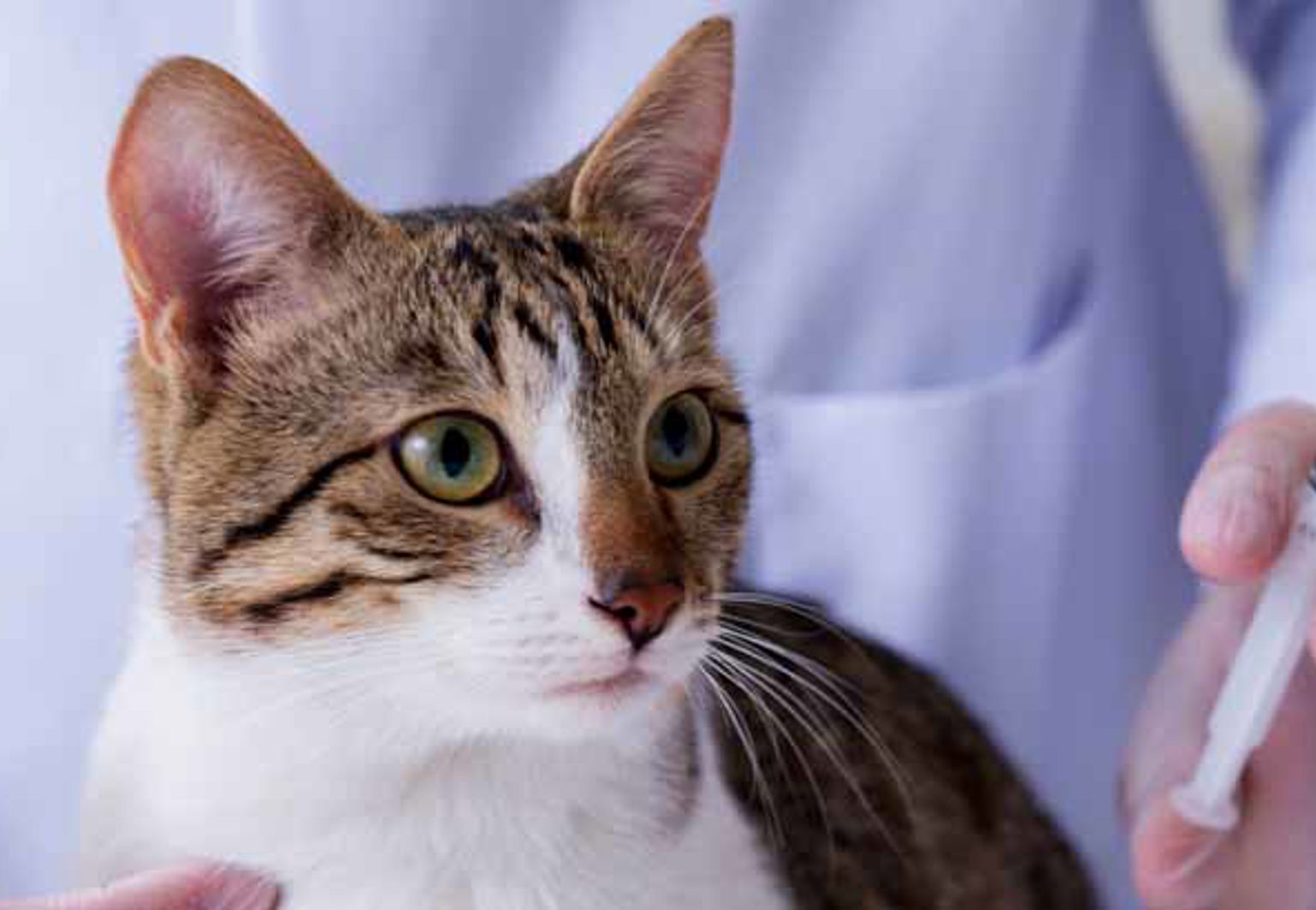 En katt bredvid en veterinär som håller i en vaccinationssputa