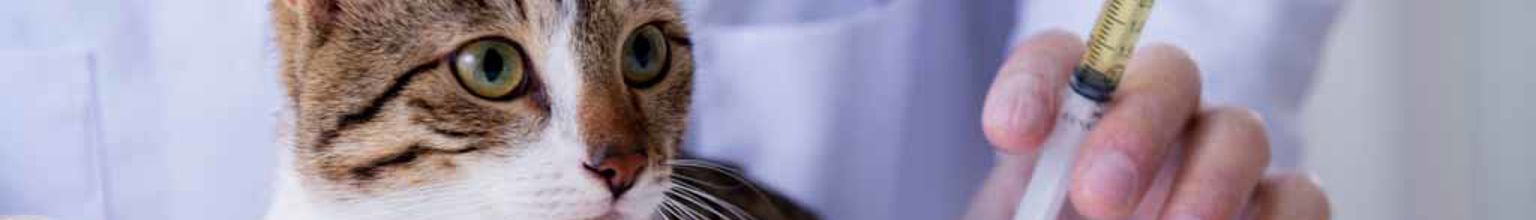 En katt bredvid en veterinär som håller i en vaccinationssputa