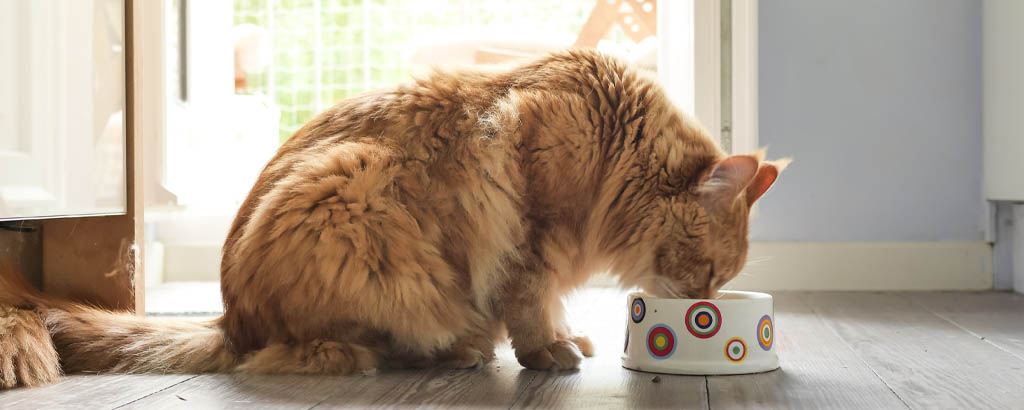 En katt äter från en prickig matskål i köket