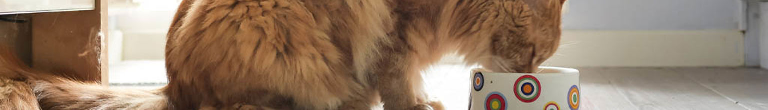 En katt äter från en prickig matskål i köket