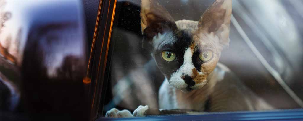 Katt sitter i bil och tittar ut.