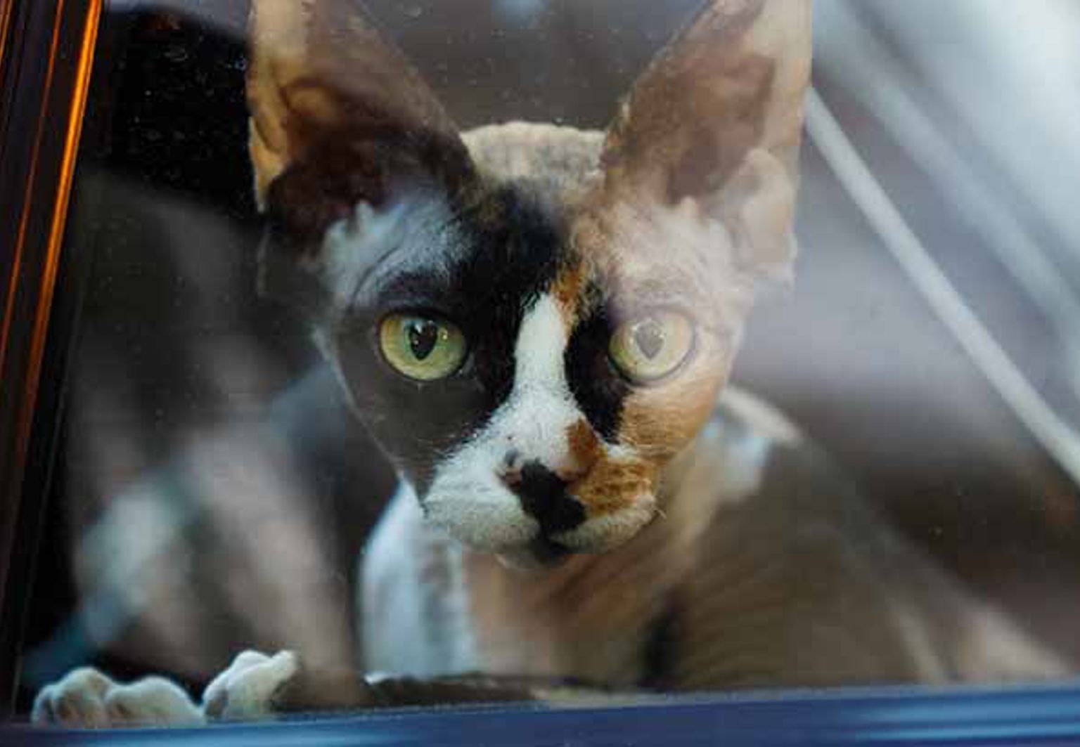 Katt sitter i bil och tittar ut.