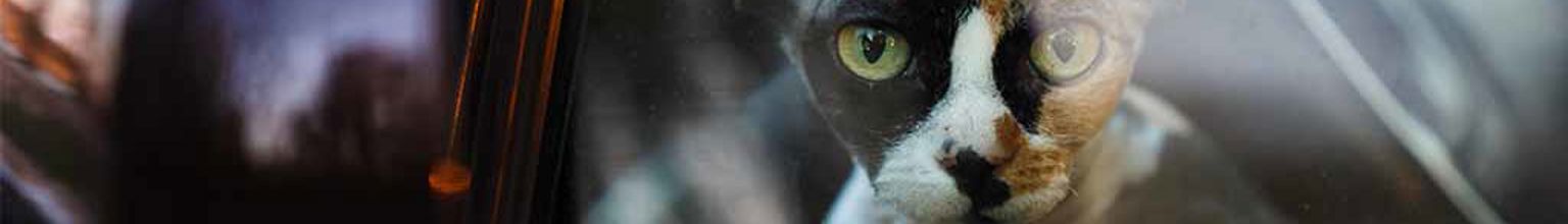 Katt sitter i bil och tittar ut.