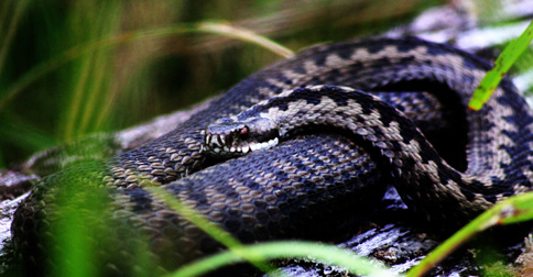 Närbild på huggorm som ligger i gräset