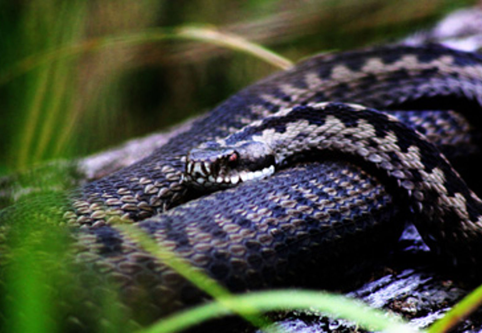 Närbild på huggorm som ligger i gräset