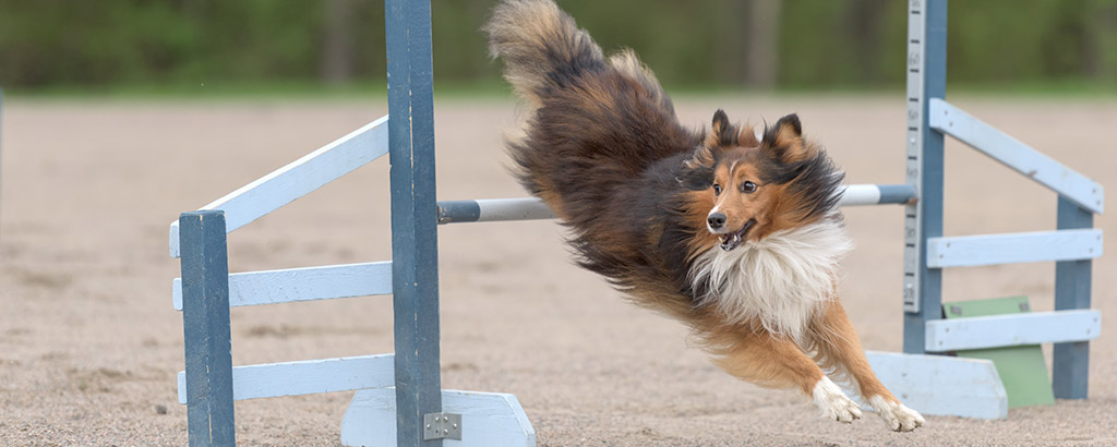 Hund hoppar över ett hinder på en agility-bana