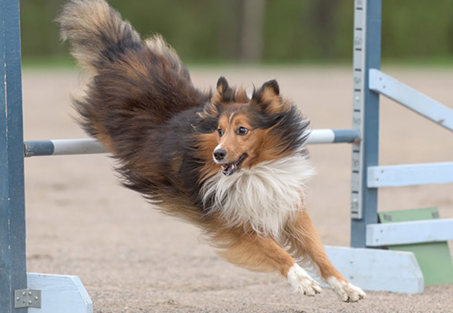 Hund hoppar över ett hinder på en agility-bana