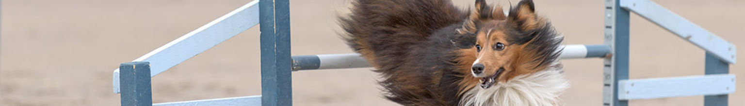 Hund hoppar över ett hinder på en agility-bana