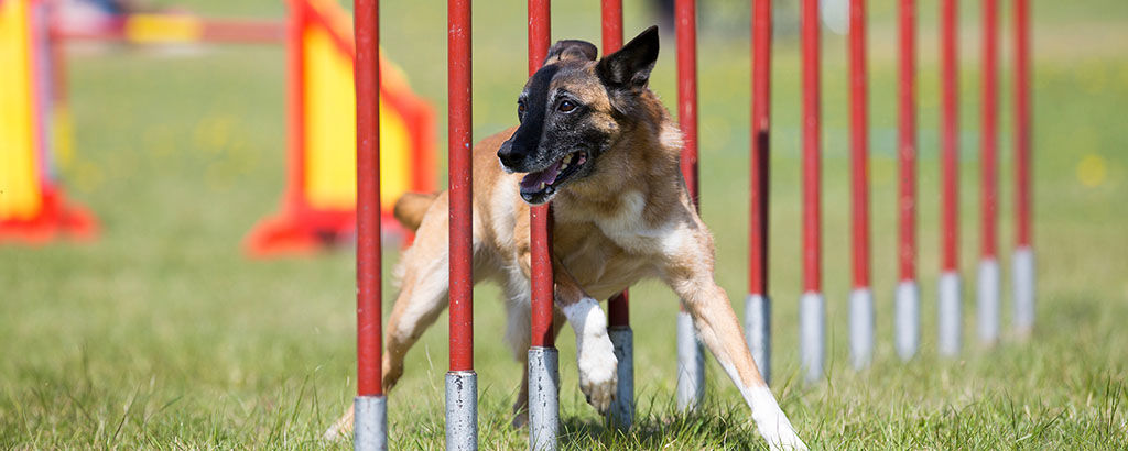 Hund springer slalom mellan pinnar på agility-bana