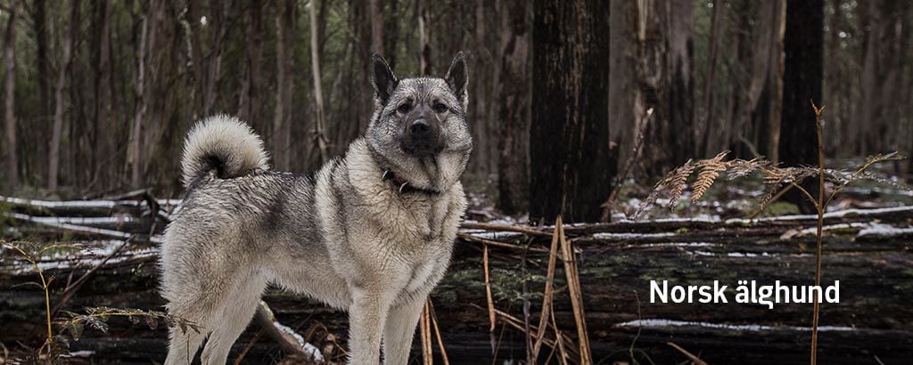 En norsk älghund står i skogen