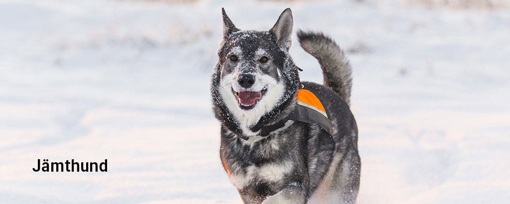 En jämthund har en väst på sig och springer i snön