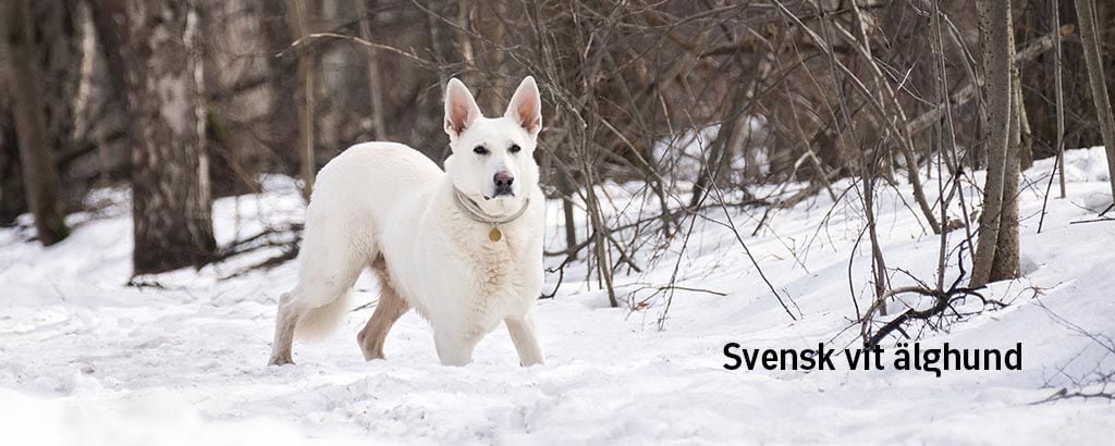 En vit älghund går på snön i skogen