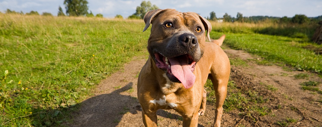 En glad hund på en somrig stig
