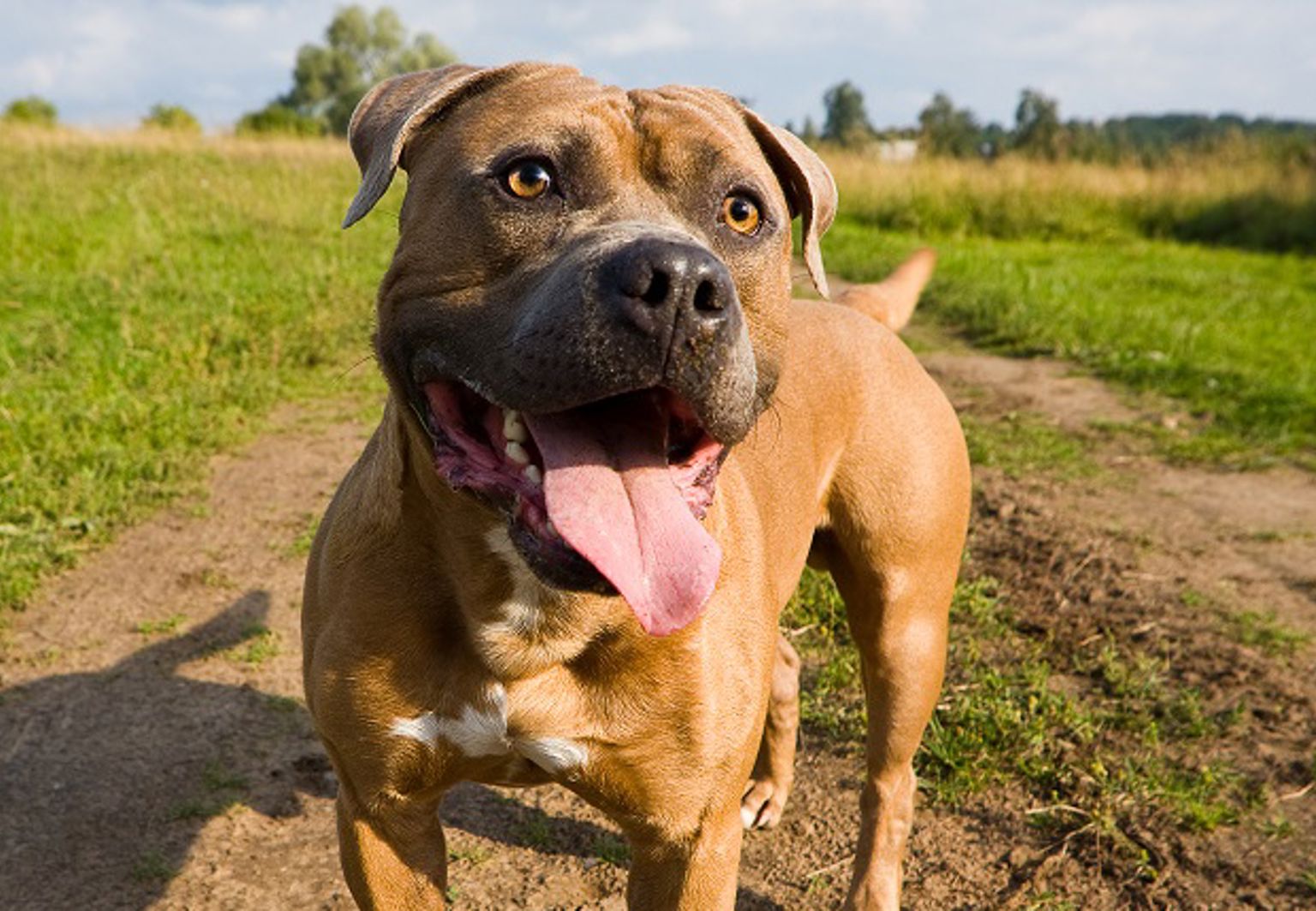 En glad hund på en somrig stig