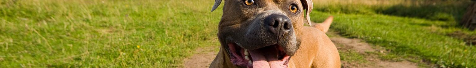 En glad hund på en somrig stig