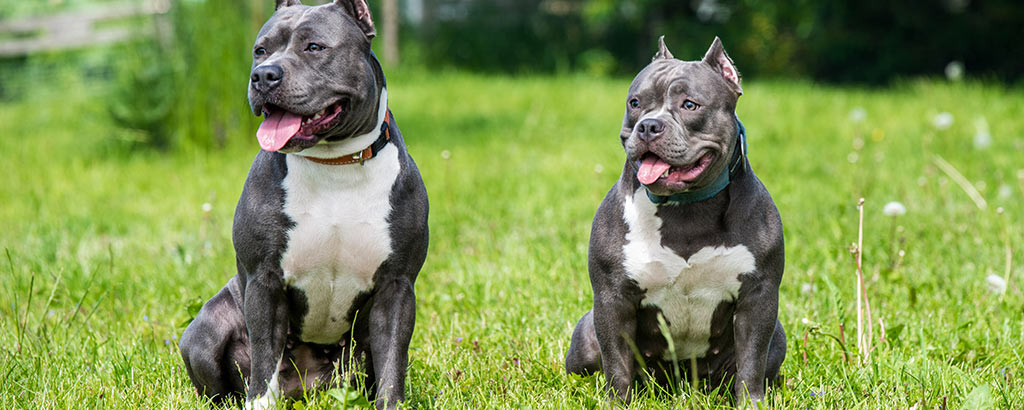 Två hundar av rasen american bully sitter bredvid varandra på en gräsmatta