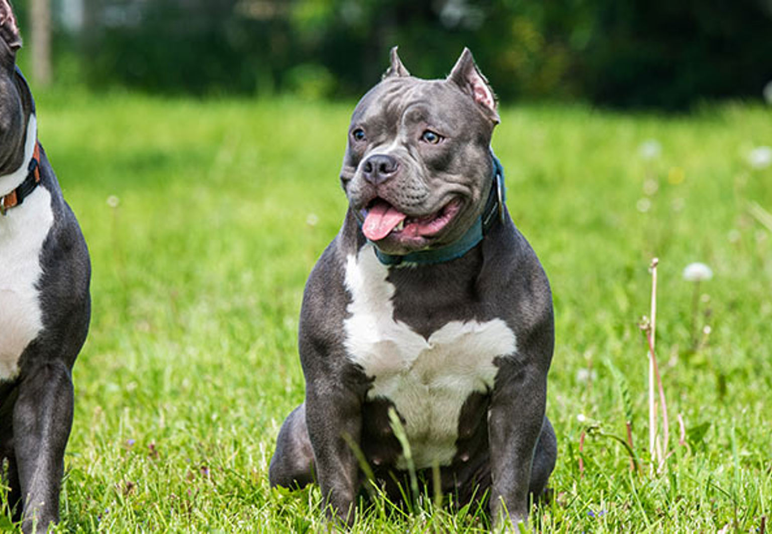 Två hundar av rasen american bully sitter bredvid varandra på en gräsmatta