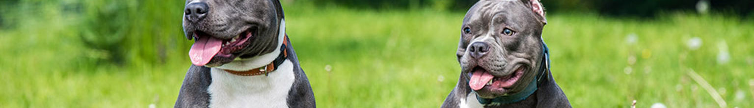 Två hundar av rasen american bully sitter bredvid varandra på en gräsmatta