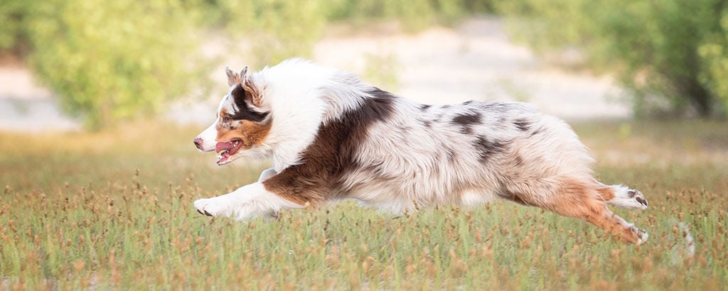En hund av rasen australian shephard hoppar på en blomsteräng