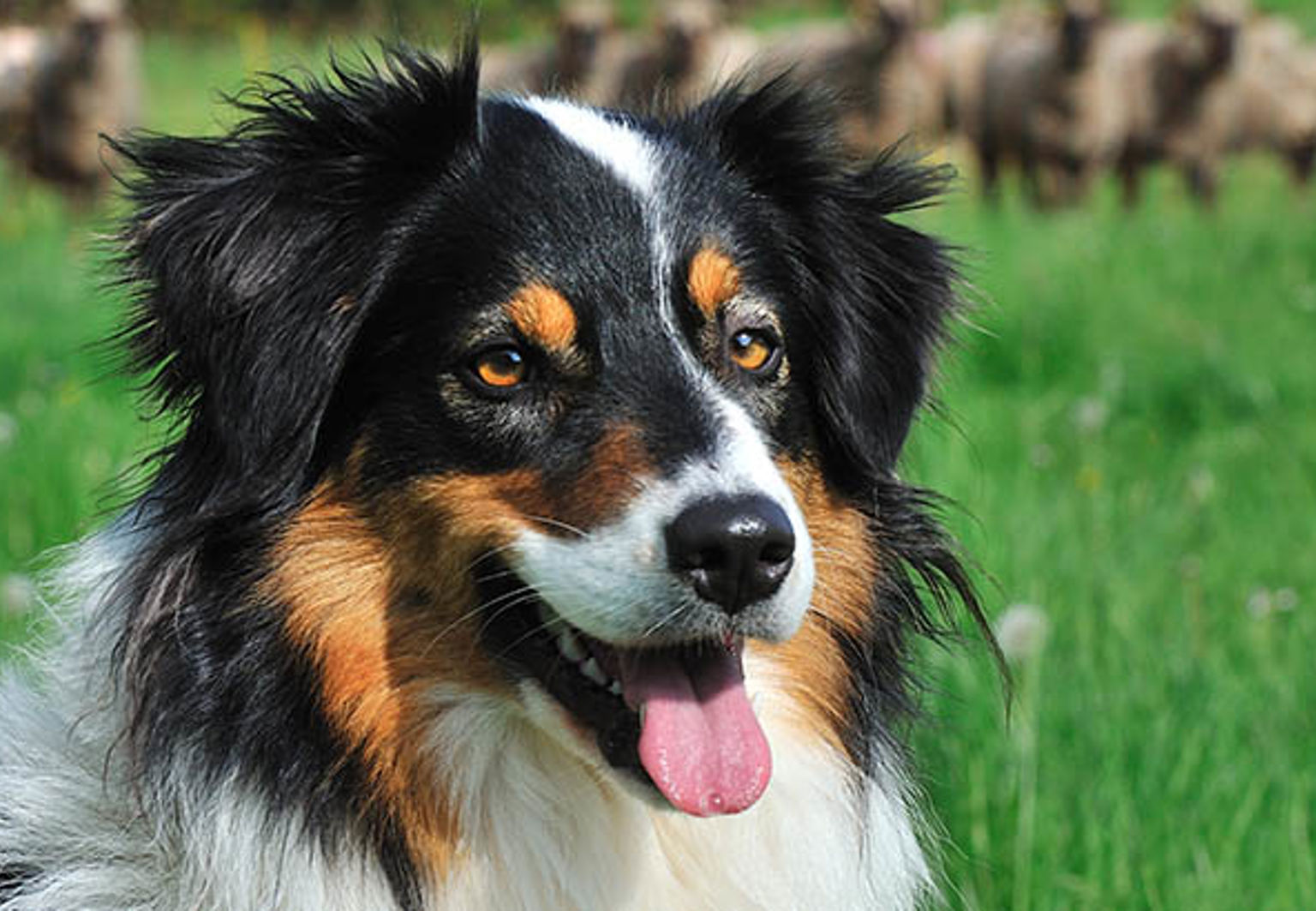 Profilbild på en vallhund med får i bakgrunden