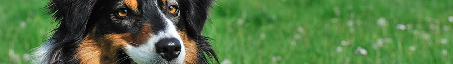 Profilbild på en vallhund med får i bakgrunden