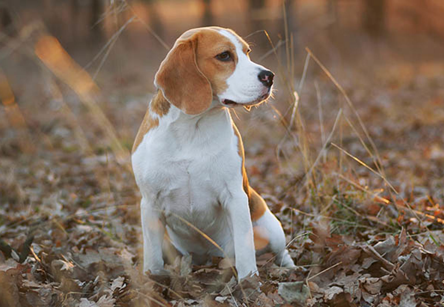 En hund sitter bland massor av höstlöv i solnedgången