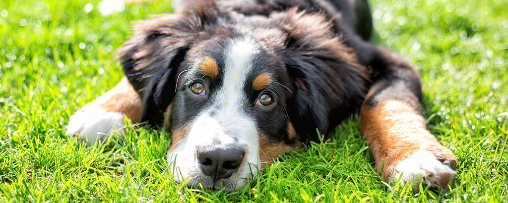 Hund ligger och vilar på en gräsmatta