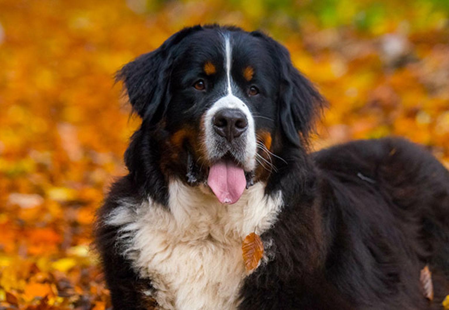Hund av rasen berner sennen står bland massa höstlöv