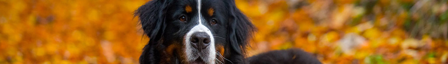 Hund av rasen berner sennen står bland massa höstlöv