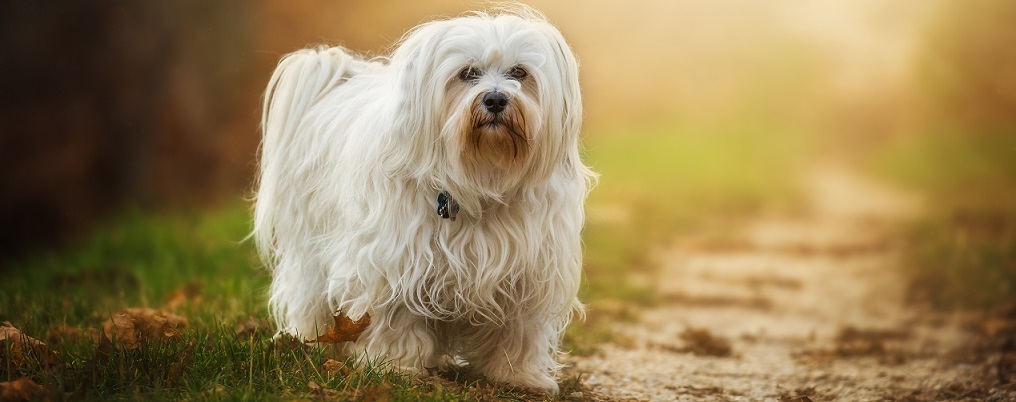 En hund av rasen bichon havanais går på en stig i solskenet