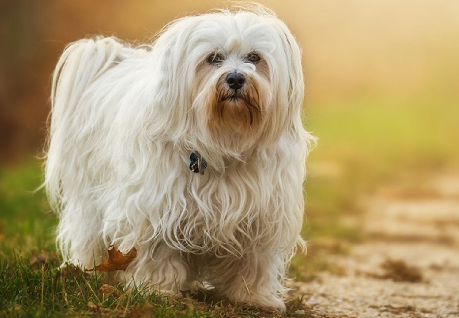 En hund av rasen bichon havanais går på en stig i solskenet